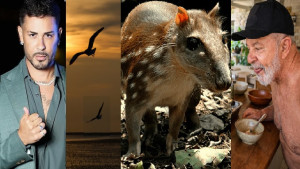 "Esse Brasil tá virando piada" Influenciador Carlinhos Maia é processado em R$ 1 milhão por filmar gaivota